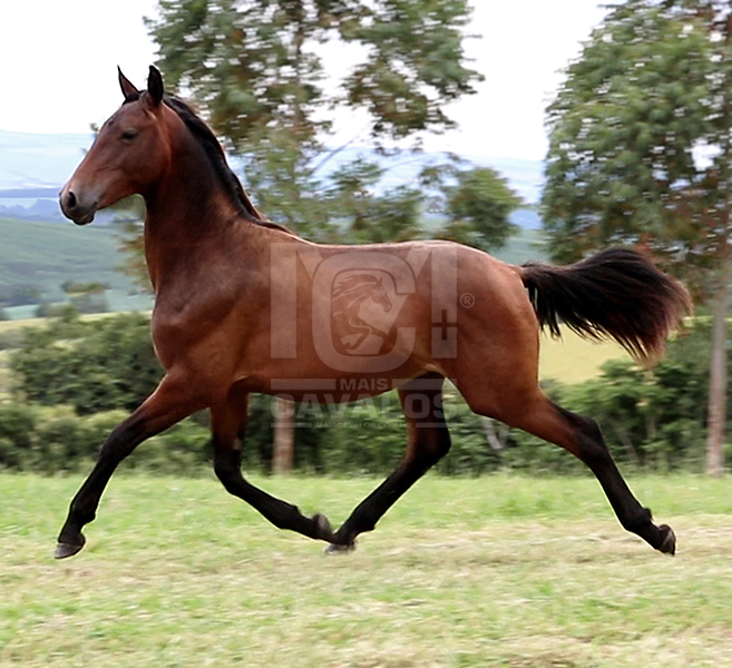 Eu acho os frísios lindos! Quais outras raças de cavalos que vocês